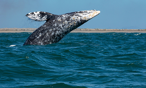 A breaching humpback whale in Magdalena Bay, Baja, Mexico. He is about halfway out of the water and has serious barnacles on his face and flanks.