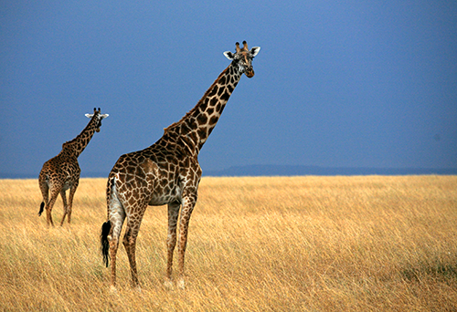 Two giraffes on the Masai Mara in Kenya with golden grass and smoky blue skies